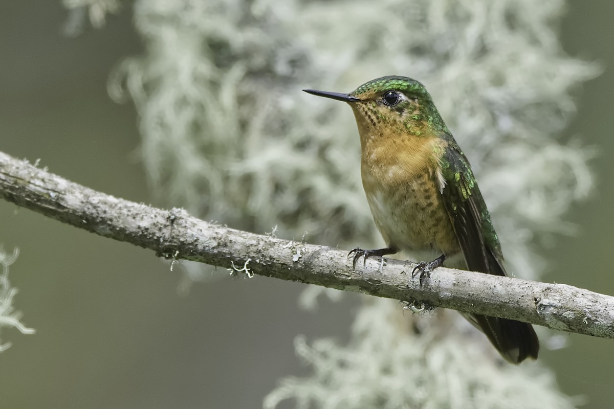 kolibřík dřišťálový - ML619396072