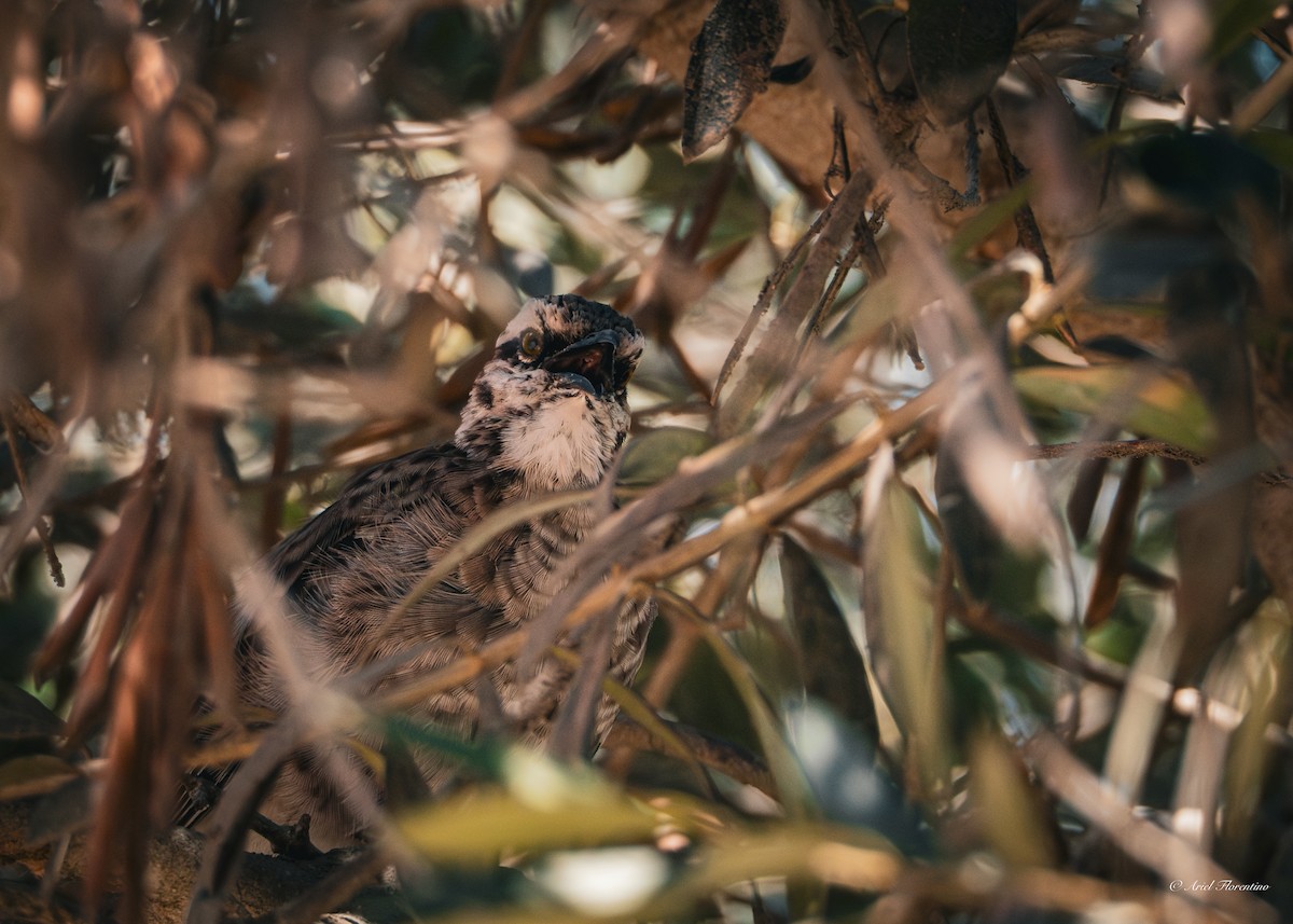 Long-tailed Mockingbird - ML619396095