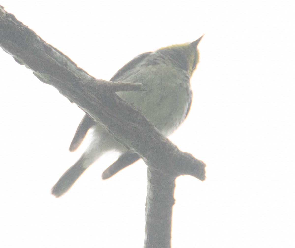 Yellow-throated Warbler - ML619396108