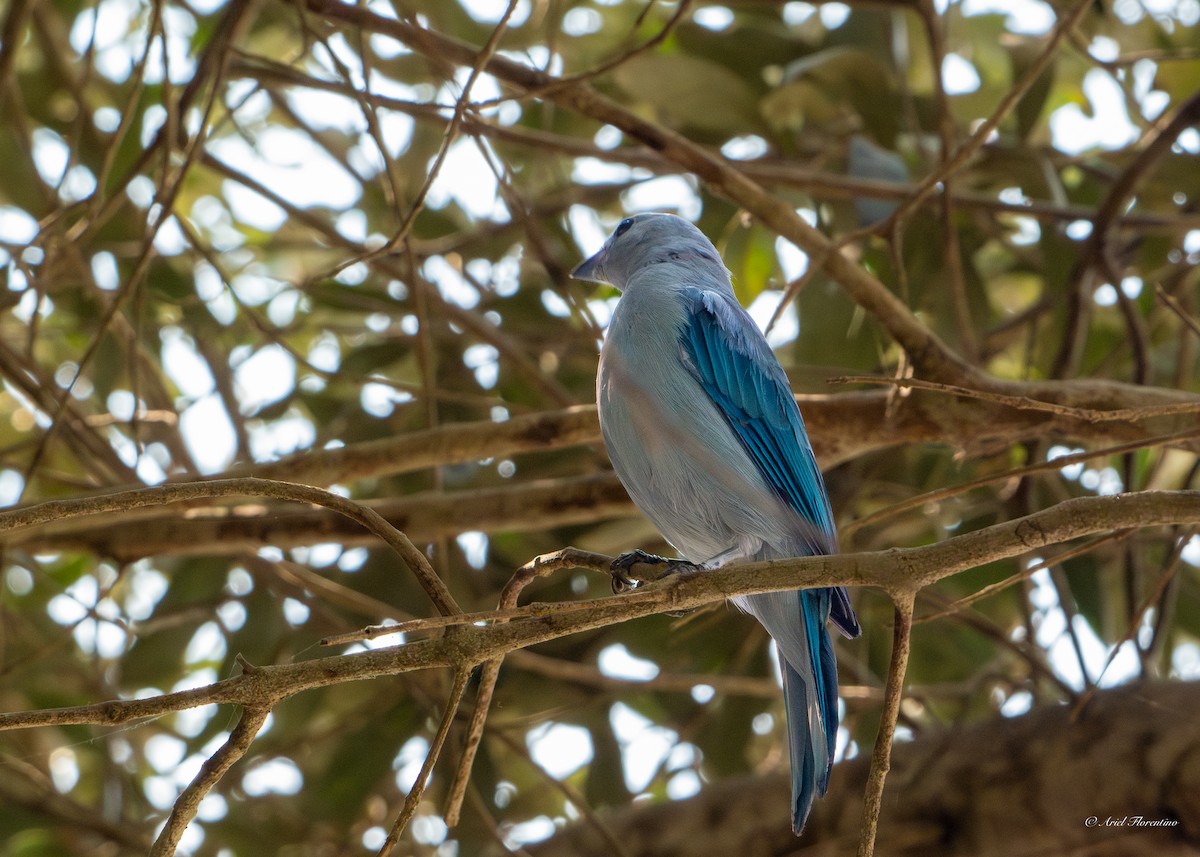 Blue-gray Tanager - ML619396116