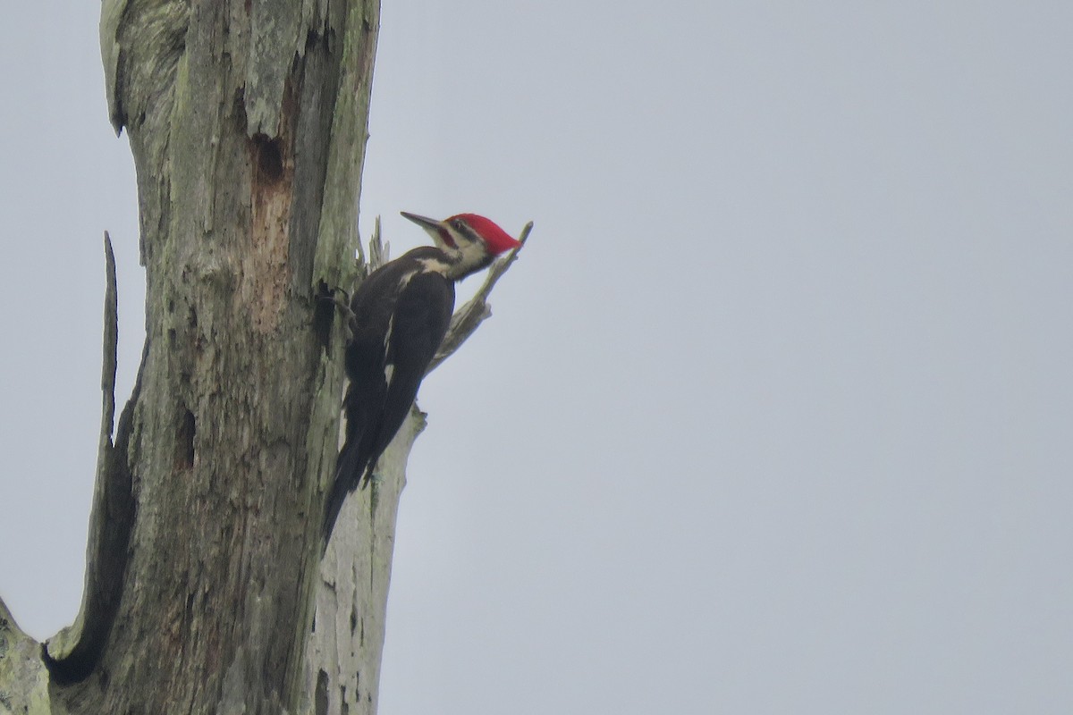 Pileated Woodpecker - ML619396129