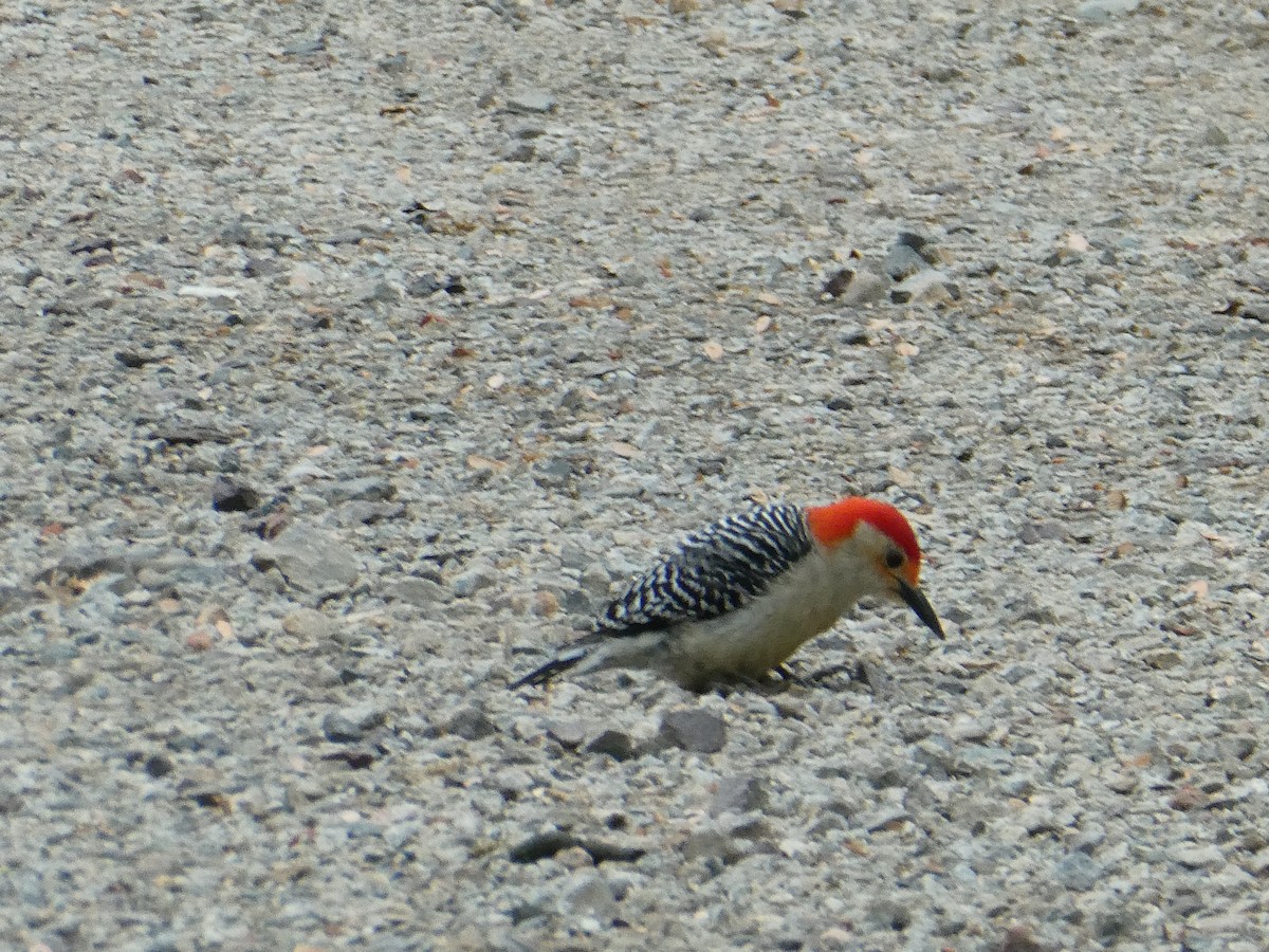 Red-bellied Woodpecker - ML619396131