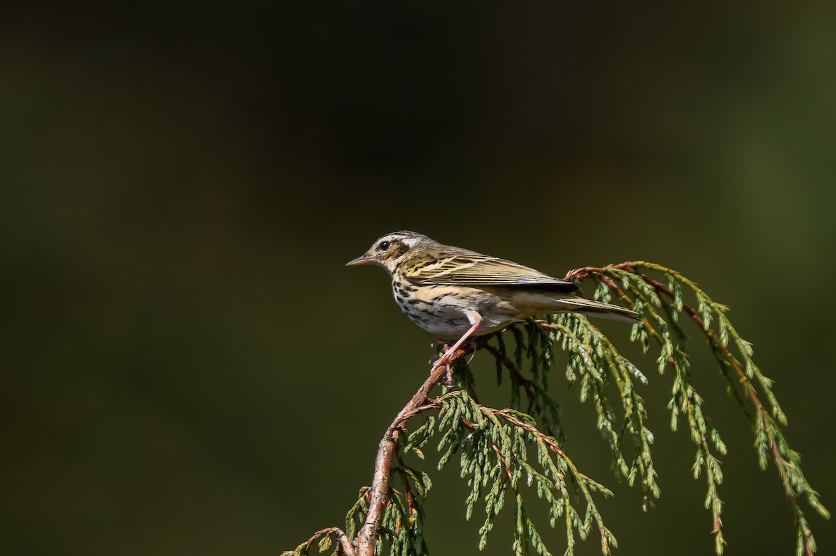 Olive-backed Pipit - ML619396138