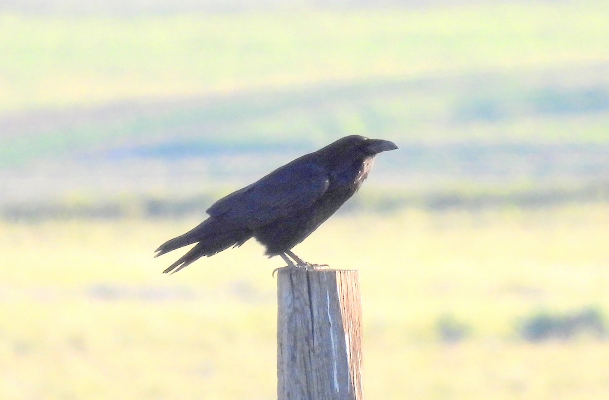 Common Raven - ML619396188