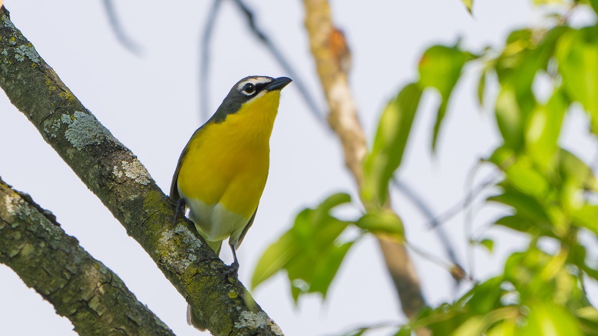 Yellow-breasted Chat - ML619396227