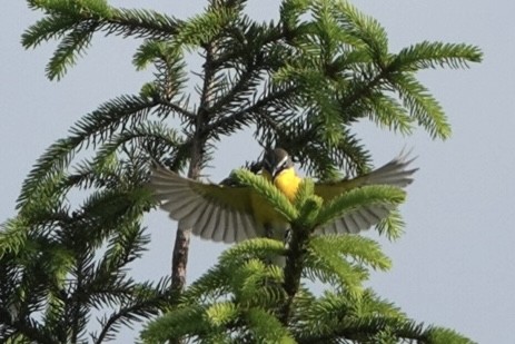 Yellow-breasted Chat - ML619396230
