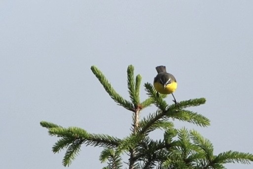 Yellow-breasted Chat - ML619396233