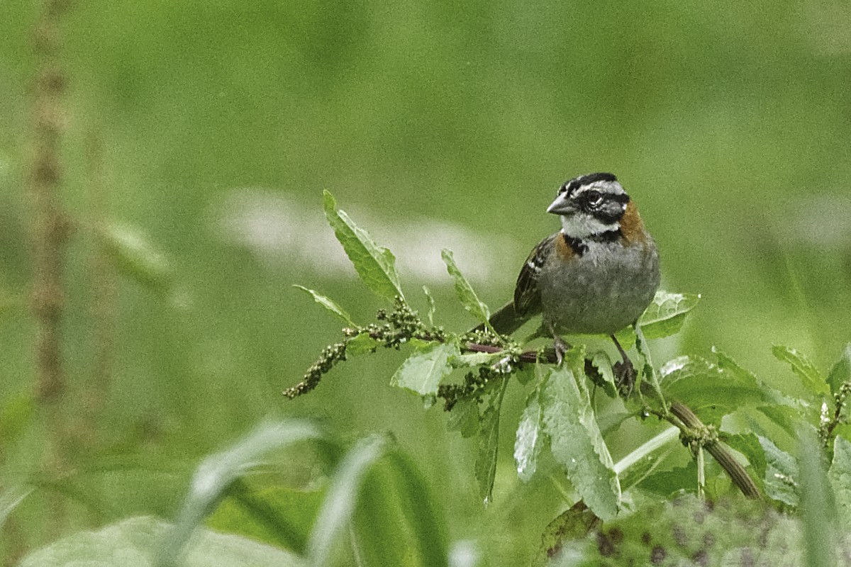 Rufous-collared Sparrow - ML619396240