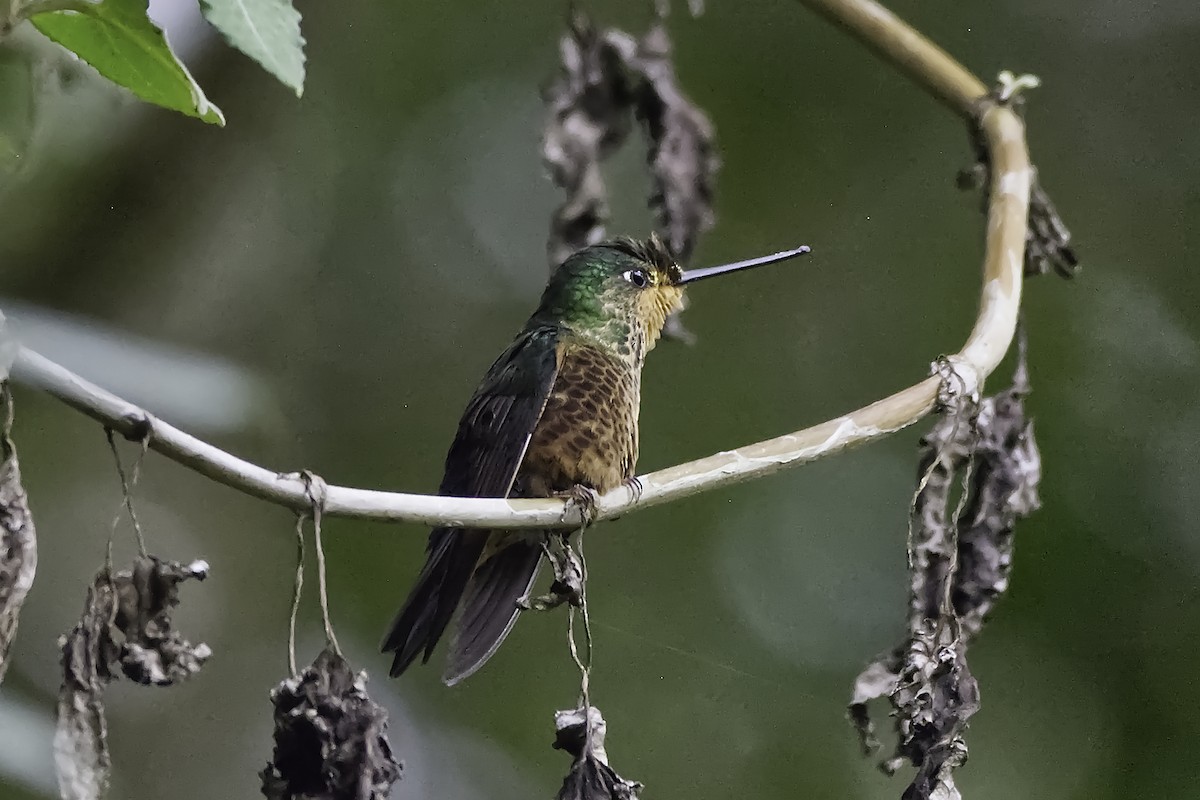 kolibřík dřišťálový - ML619396247