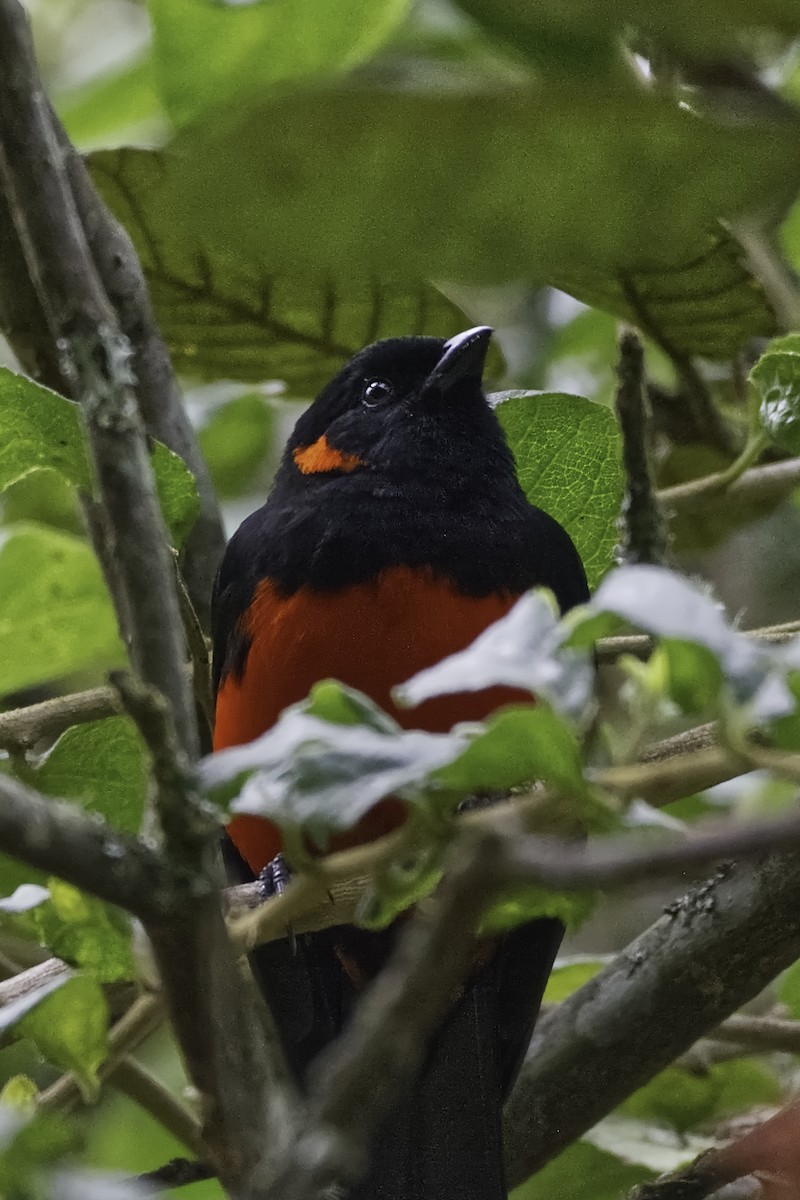 Scarlet-bellied Mountain Tanager - ML619396249