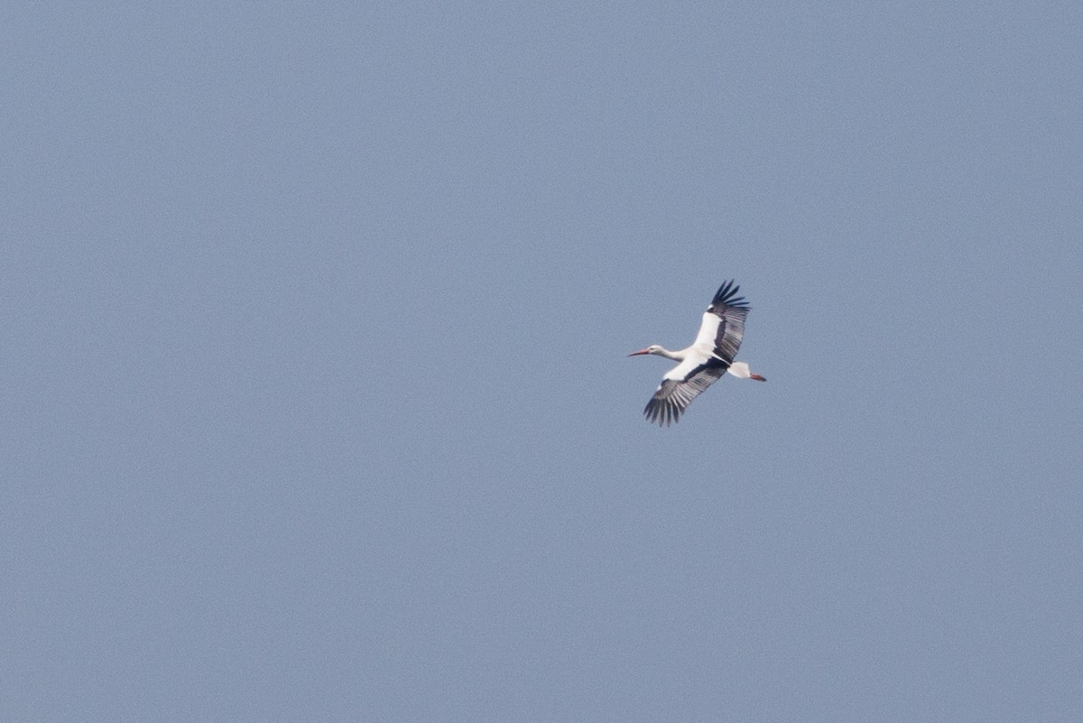 White Stork - ML619396260