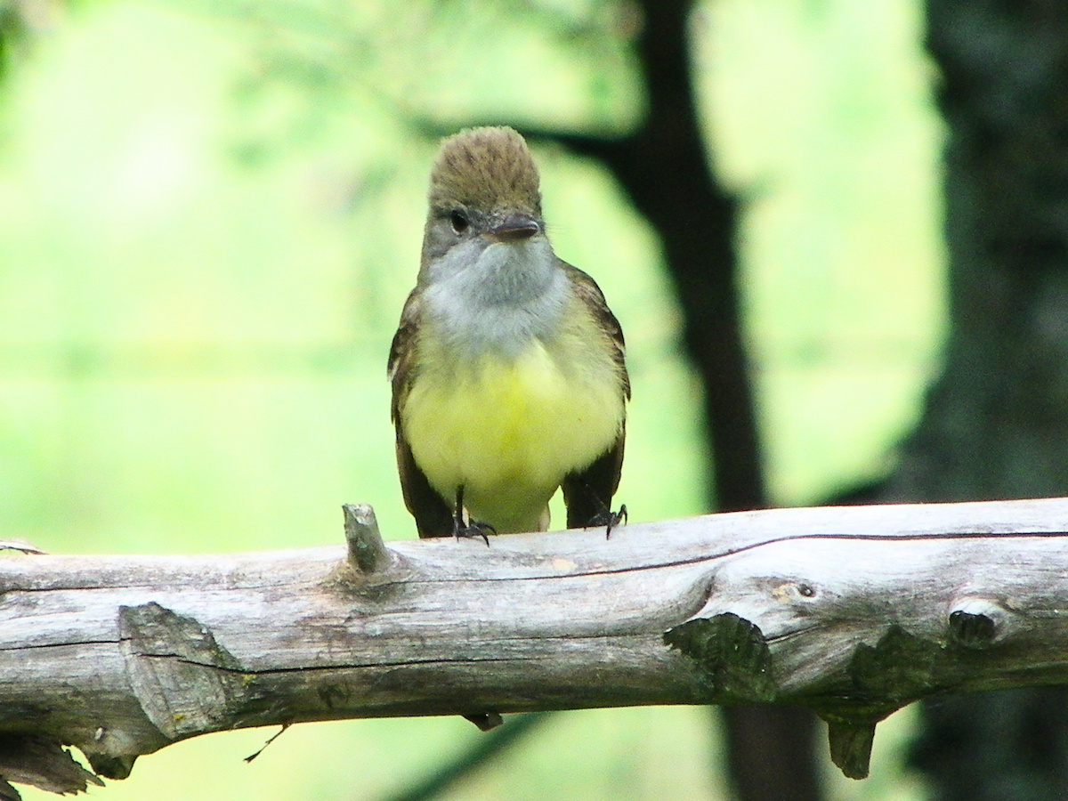 Great Crested Flycatcher - ML619396283