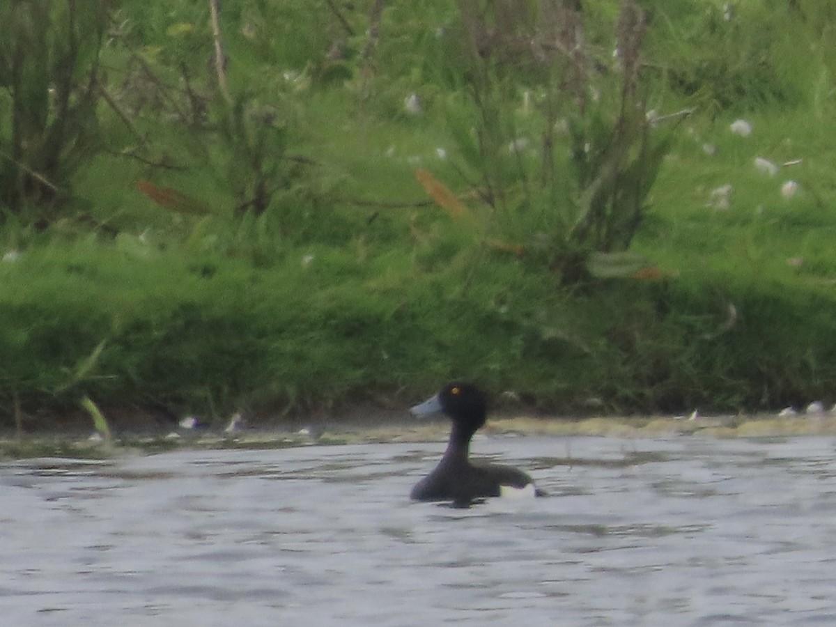 Tufted Duck - ML619396319