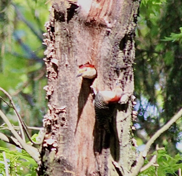 Red-bellied Woodpecker - ML619396341