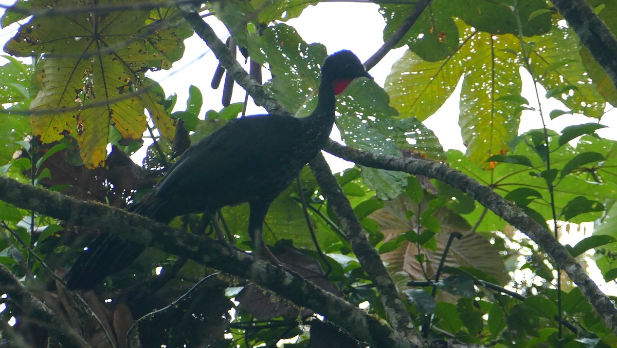 Crested Guan - ML619396363