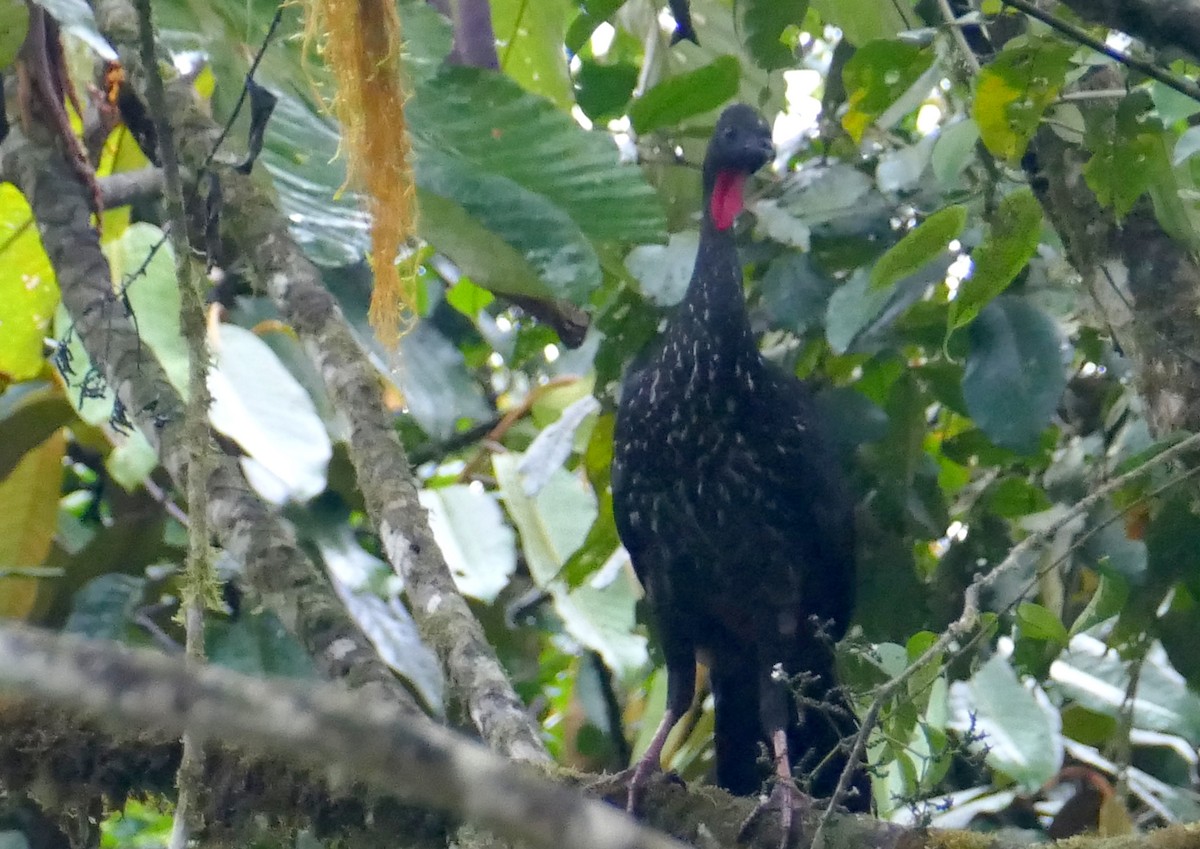 Crested Guan - ML619396364