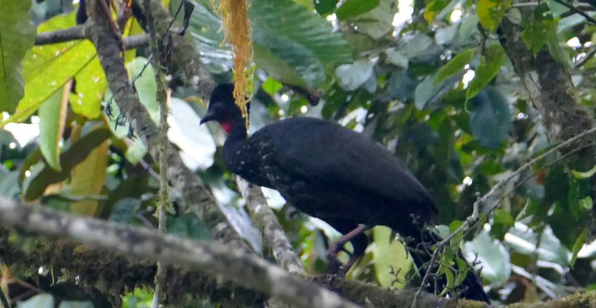 Crested Guan - ML619396365