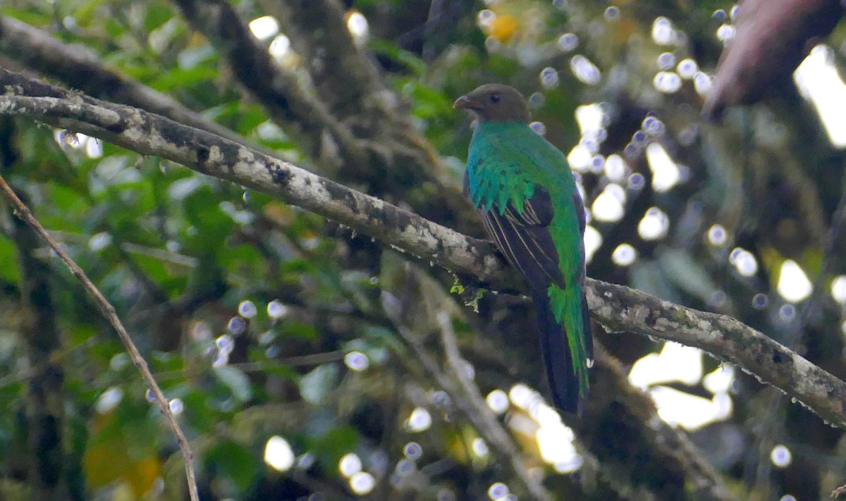 Quetzal Cabecidorado - ML619396386