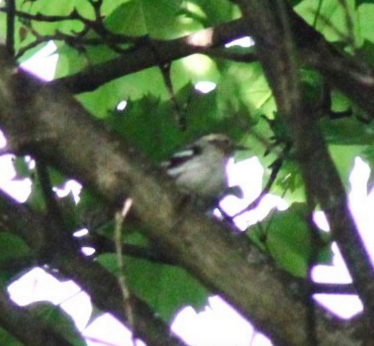 Black-and-white Warbler - ML619396387