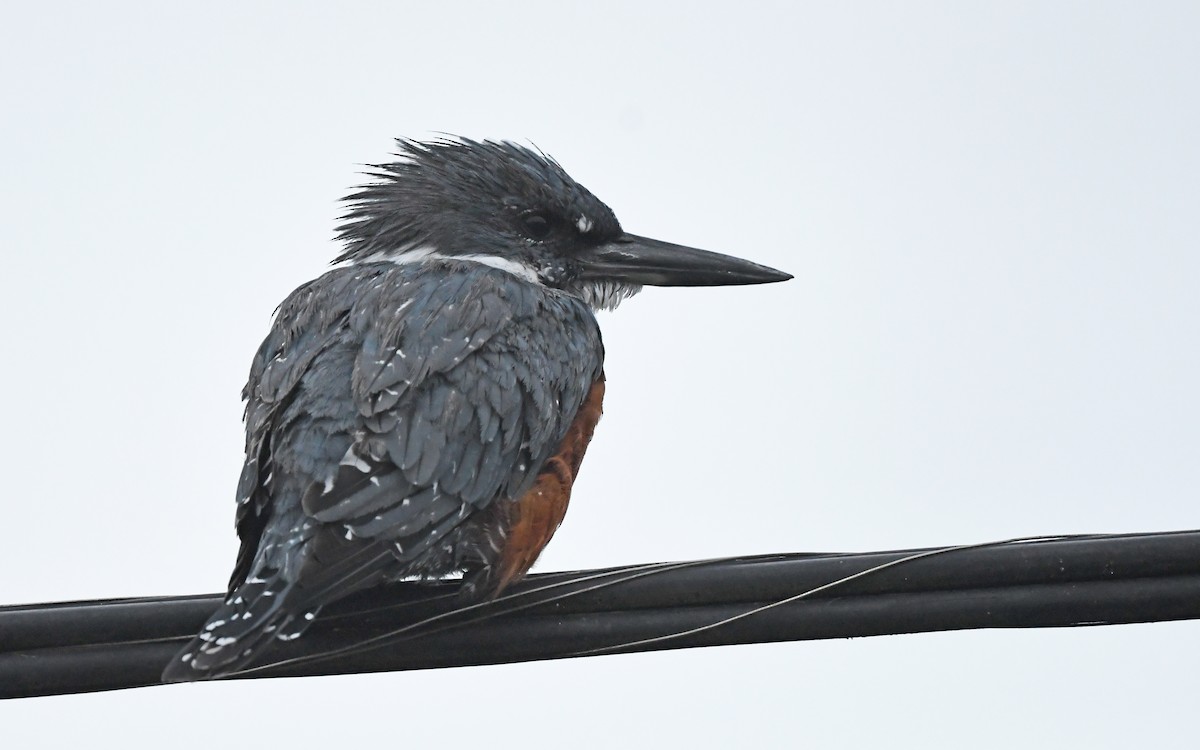 Ringed Kingfisher (Patagonian) - ML619396400