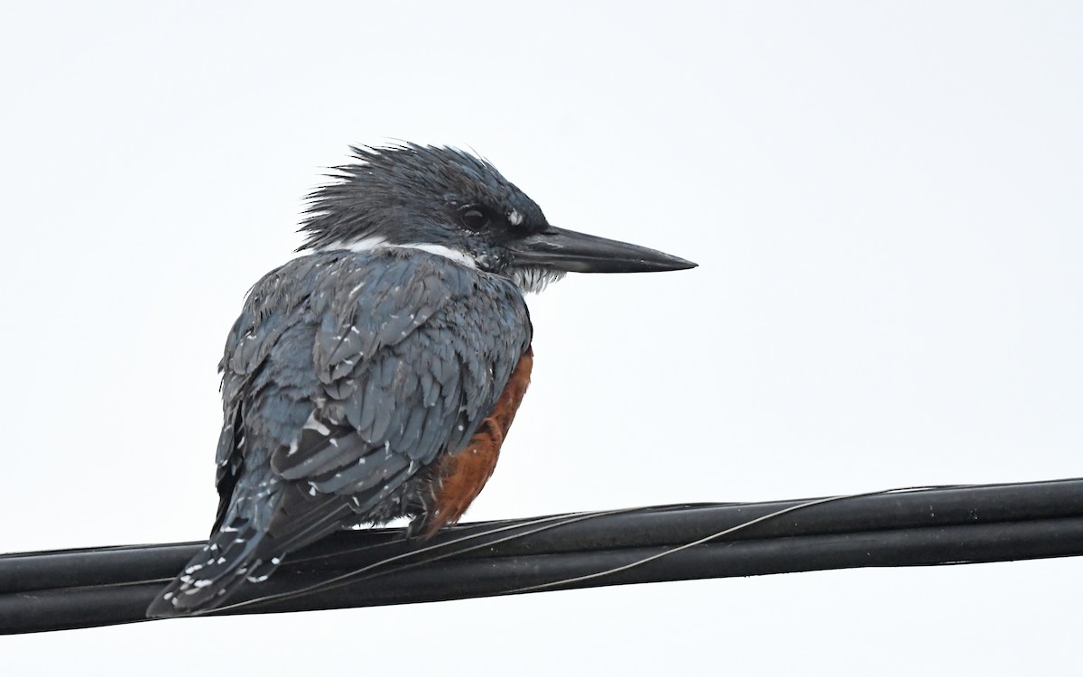 Ringed Kingfisher (Patagonian) - ML619396401