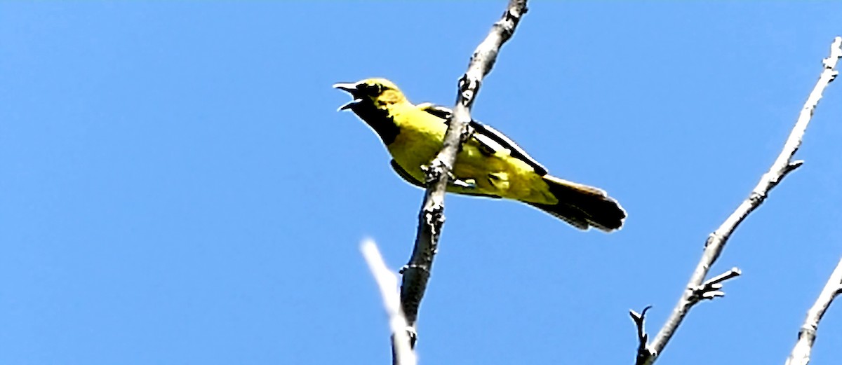 Orchard Oriole - ML619396422
