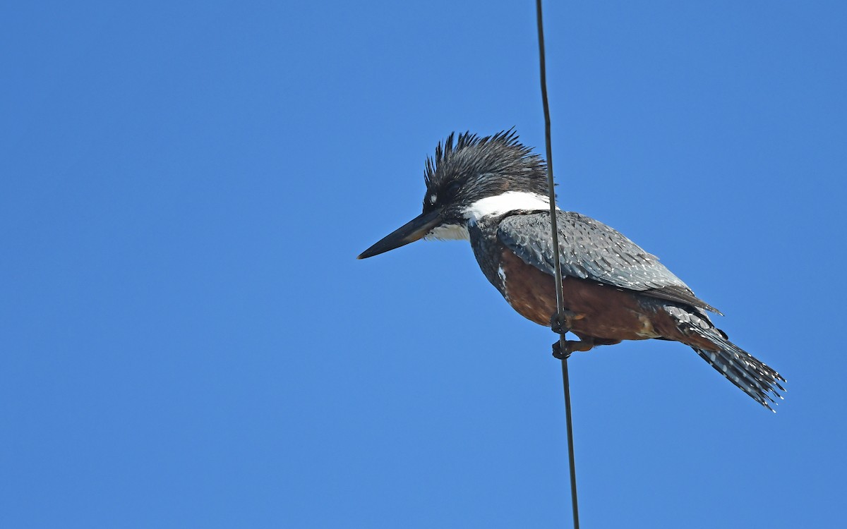 Ringed Kingfisher (Patagonian) - ML619396438