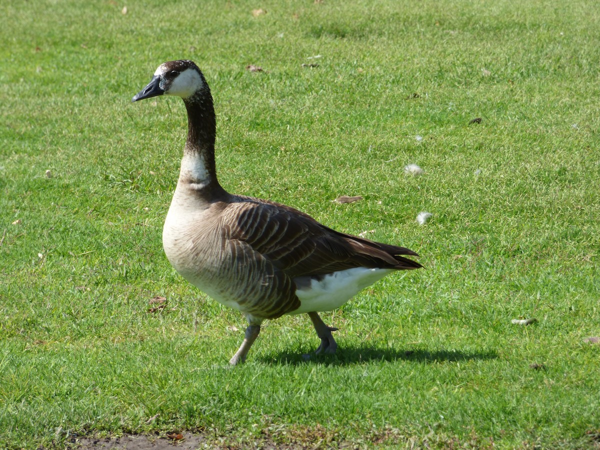 Domestic goose sp. x Canada Goose (hybrid) - ML619396513
