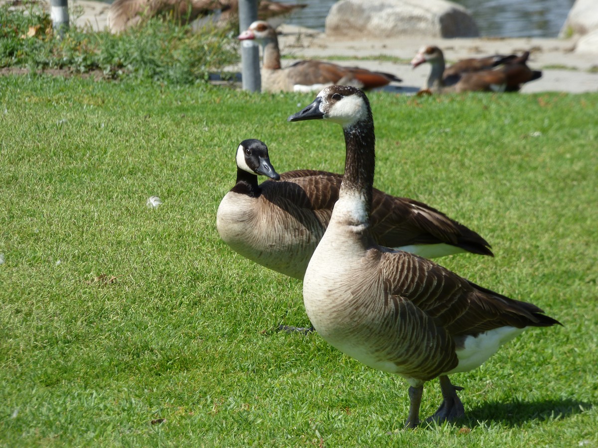 Domestic goose sp. x Canada Goose (hybrid) - ML619396514