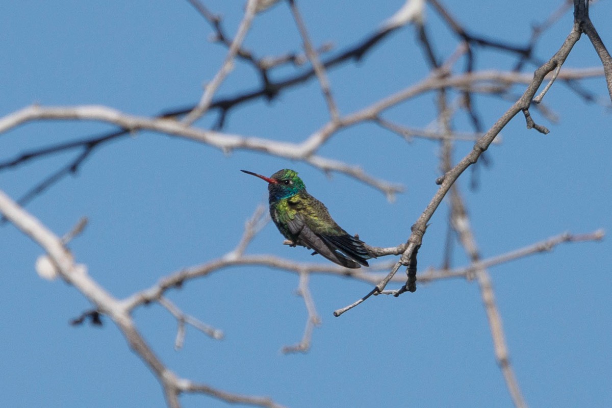 Broad-billed Hummingbird - ML619396517