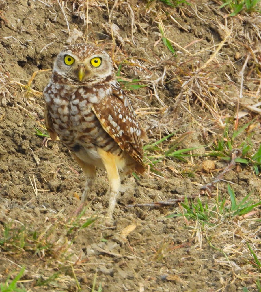 Burrowing Owl - ML619396576