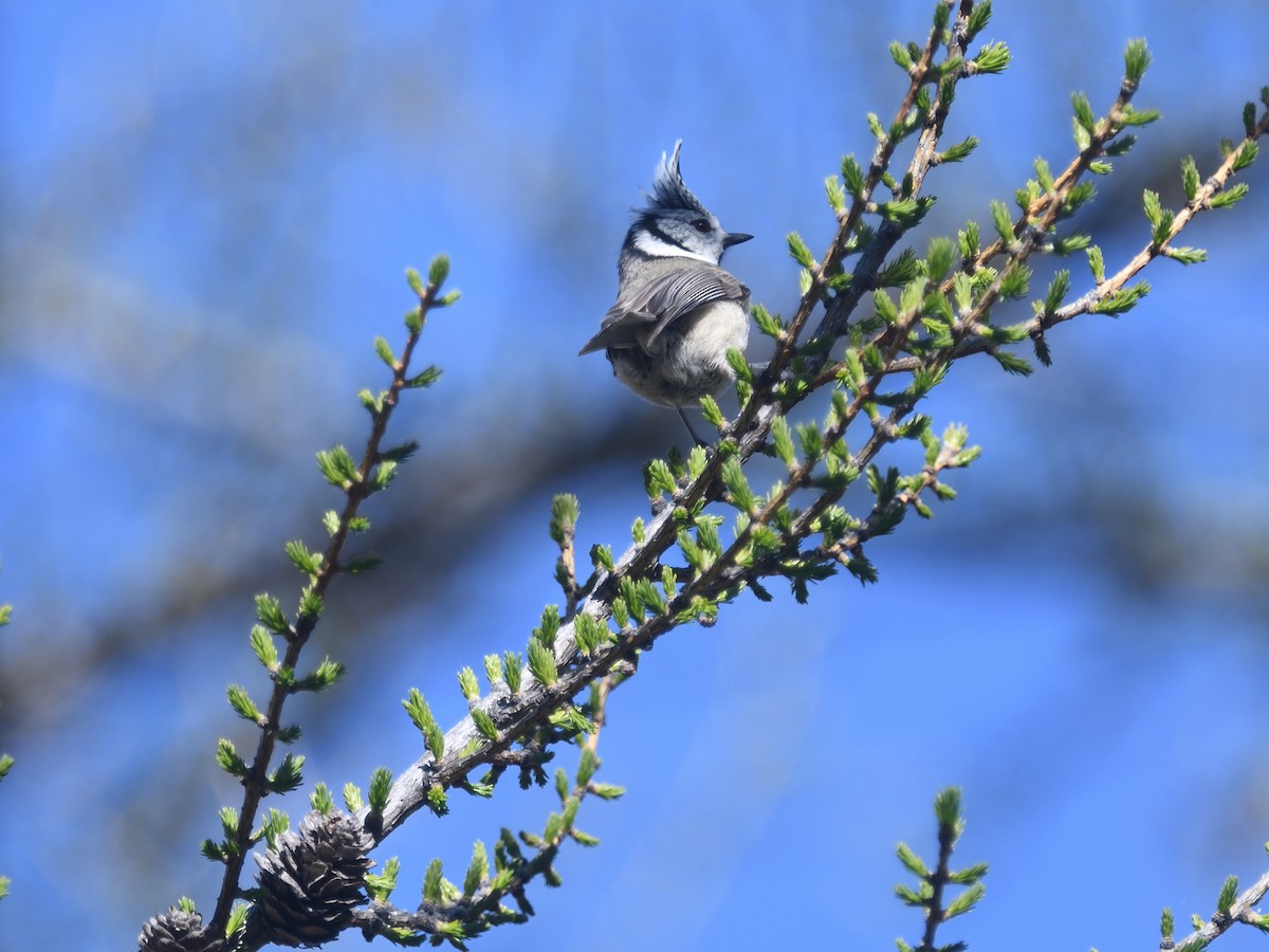 Crested Tit - ML619396593