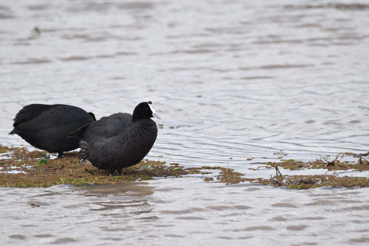 Red-knobbed Coot - ML619396601