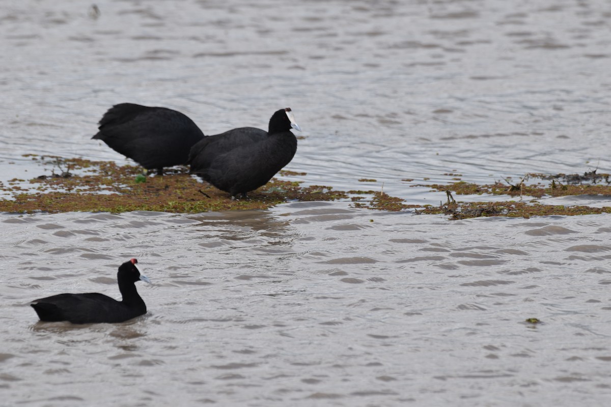 Red-knobbed Coot - ML619396602