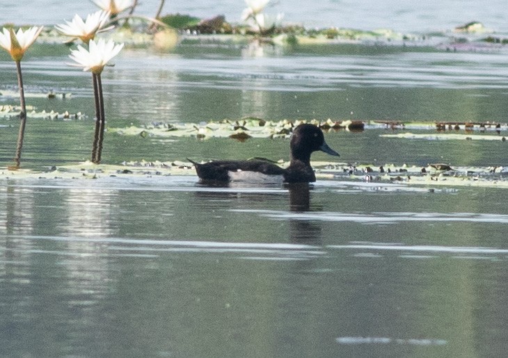 Tufted Duck - ML619396634