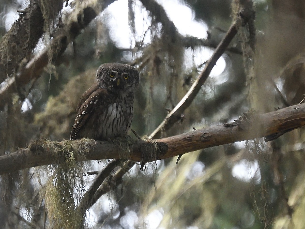Eurasian Pygmy-Owl - ML619396656