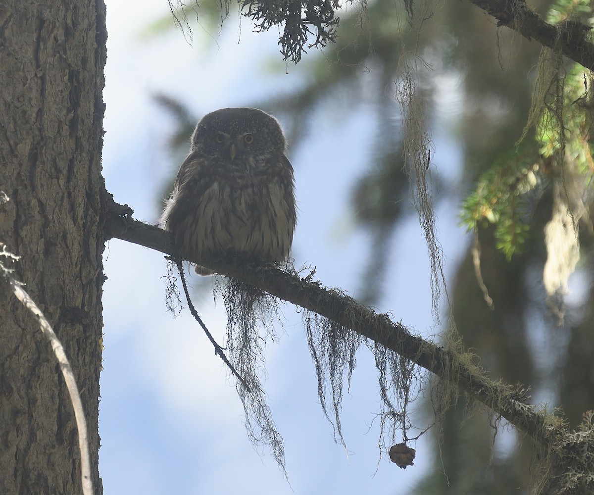 Eurasian Pygmy-Owl - ML619396658