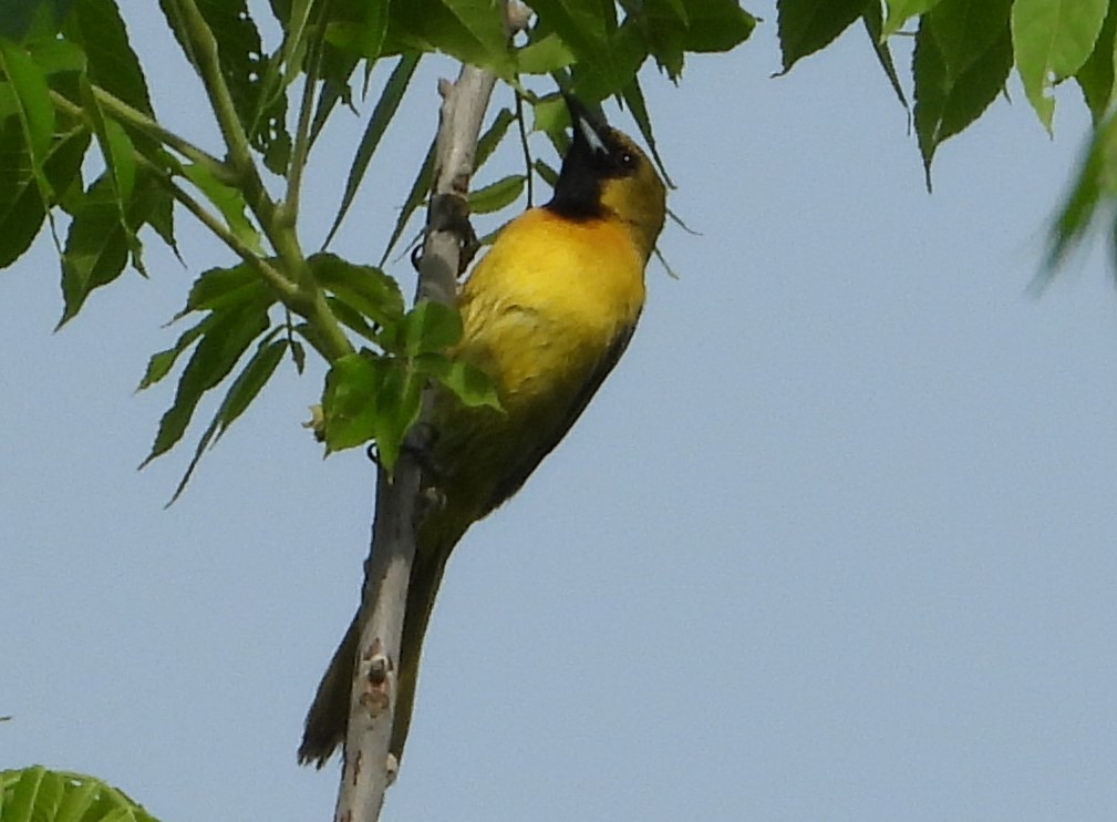 Orchard Oriole - ML619396732