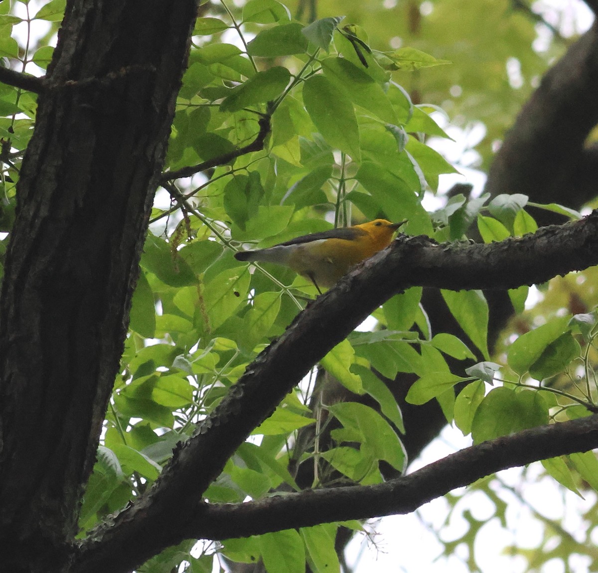 Prothonotary Warbler - ML619396758