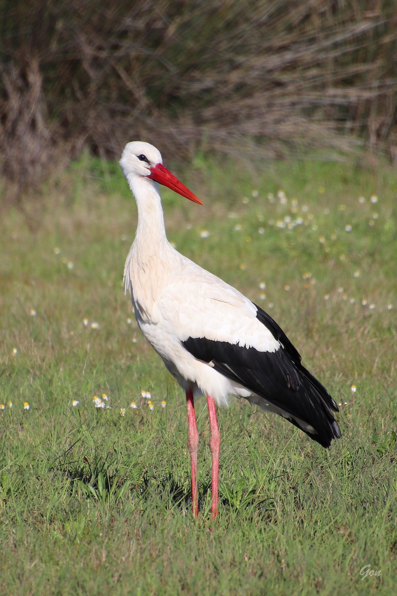 White Stork - ML619396861
