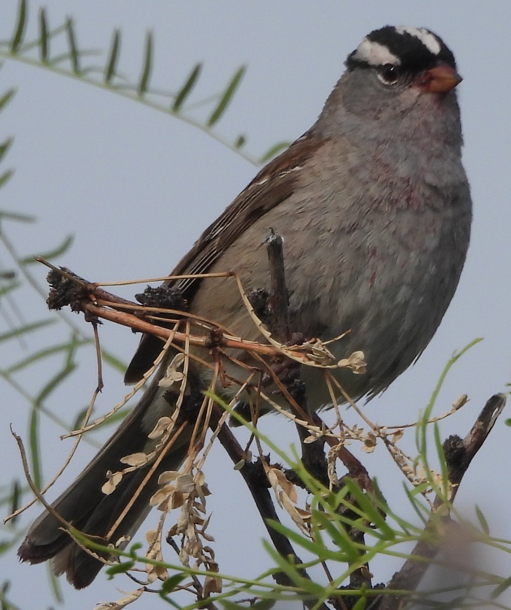White-crowned Sparrow - ML619396890