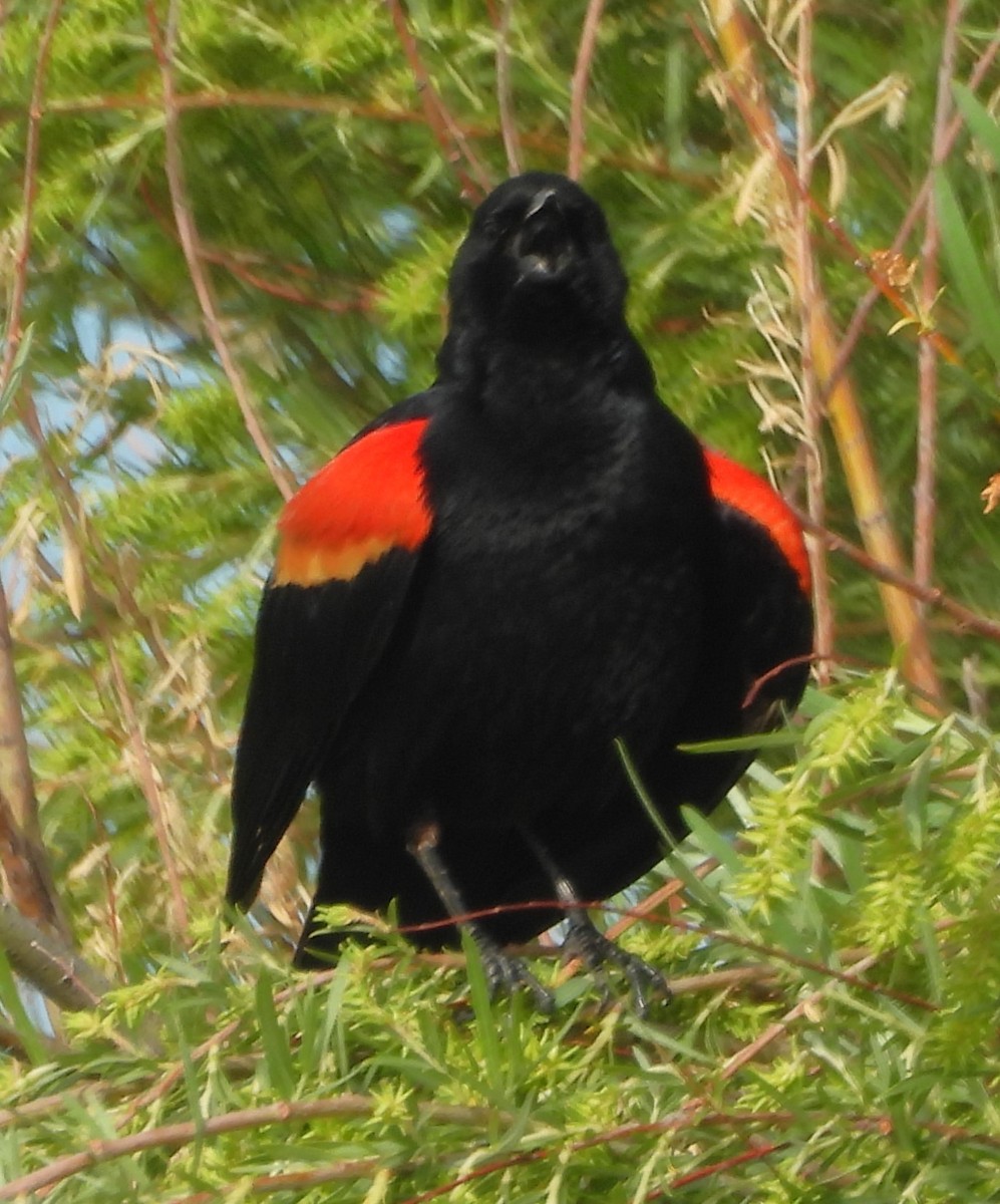 Red-winged Blackbird - ML619396894