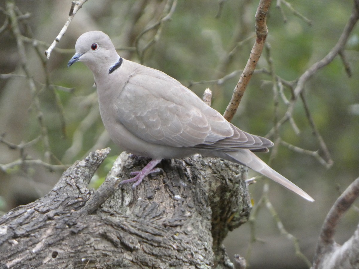 Eurasian Collared-Dove - ML619396924