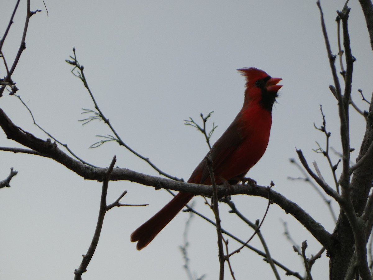 Cardinal rouge - ML619396980