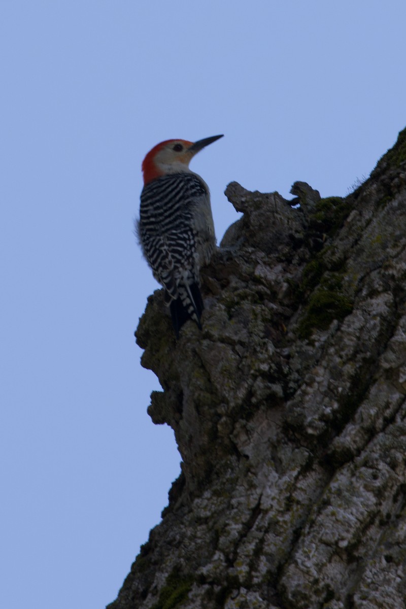 Red-bellied Woodpecker - ML619397004