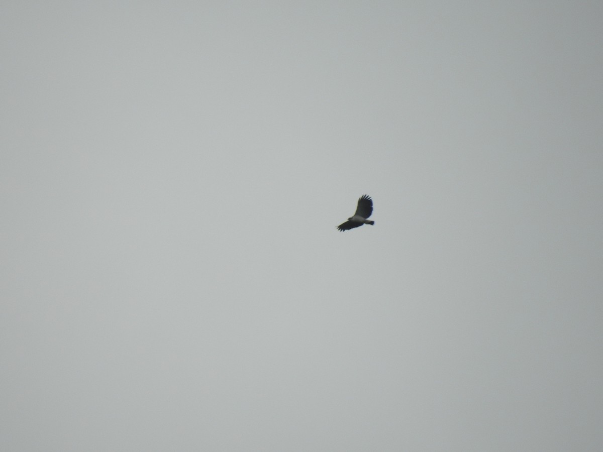 Black-and-white Hawk-Eagle - ML619397019