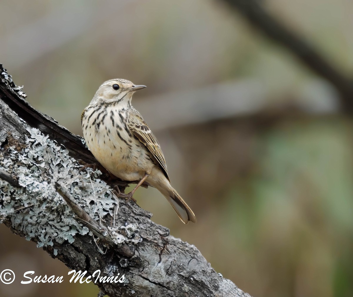 Meadow Pipit - ML619397020