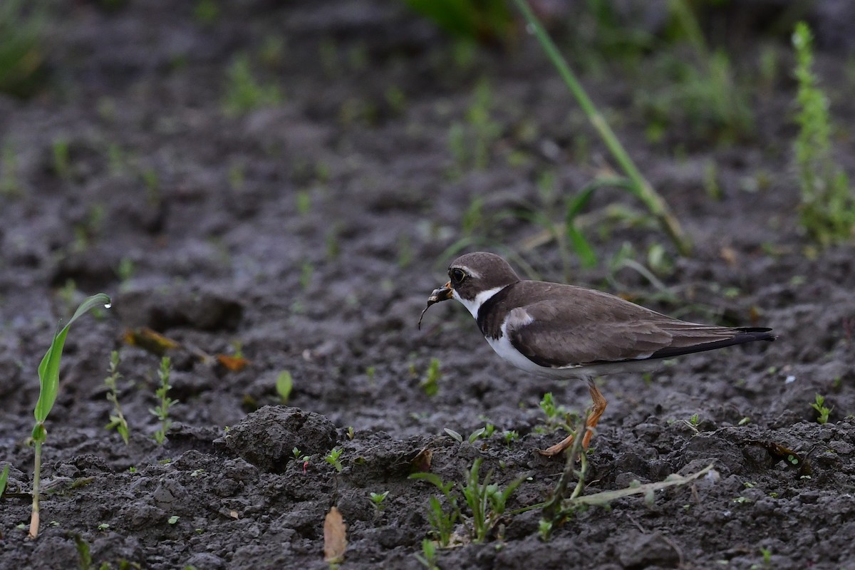 Semipalmated Plover - ML619397025