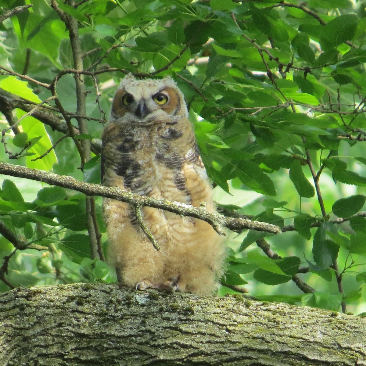 Great Horned Owl - ML619397049