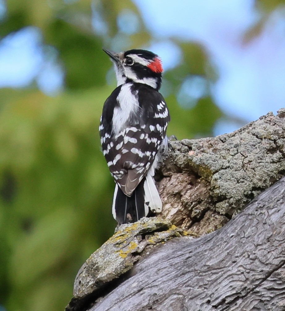 Downy Woodpecker - ML619397051